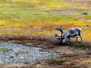 Svalbardreinen er en av planteeterne som trues av mildere vintre. (Foto: Helge M. Markusson, Framsenteret) Svalbardreinen er en av planteeterne som trues av mildere vintre. (Foto: Helge M. Markusson, Framsenteret)