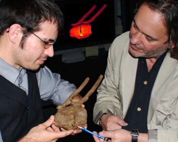 Robert DePalma II (t.v) og David Burnham viser frem T. rex-tanna i halen. Skaden på halebeina har grodd, som betyr at hadrosaurusen levde videre etter å ha blitt bitt. Det betyr at T. rex-en ikke bare kan ha spist døde dyr, mener de. (Foto: David A. Burnham) Robert DePalma II (t.v) og David Burnham viser frem T. rex-tanna i halen. Skaden på halebeina har grodd, som betyr at hadrosaurusen levde videre etter å ha blitt bitt. Det betyr at T. rex-en ikke bare kan ha spist døde dyr, mener de. (Foto: David A. Burnham)