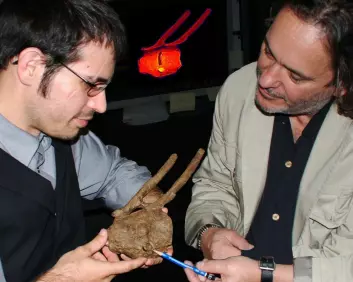 Robert DePalma II (t.v) og David Burnham viser frem T. rex-tanna i halen. Skaden på halebeina har grodd, som betyr at hadrosaurusen levde videre etter å ha blitt bitt. Det betyr at T. rex-en ikke bare kan ha spist døde dyr, mener de. (Foto: David A. Burnham)