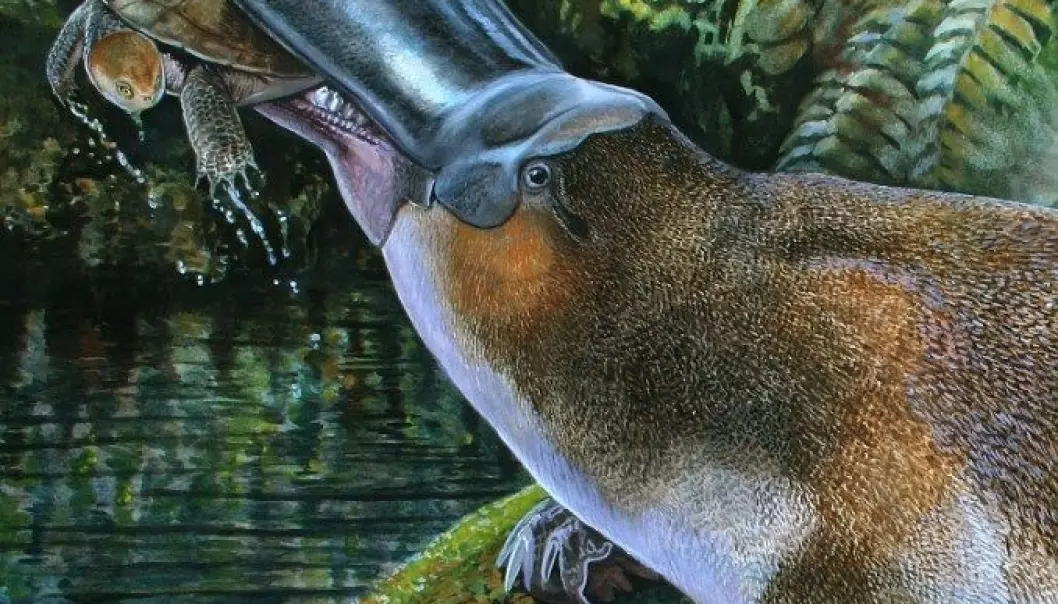 Fann fossil av forhistorisk gigantnebbdyr
