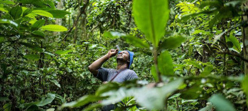 Når mobiltelefonen sprer seg i nabolaget, kan alle være med på å overvåke regnskogen. Men det er krevende å samle og dele dataene. Cifor