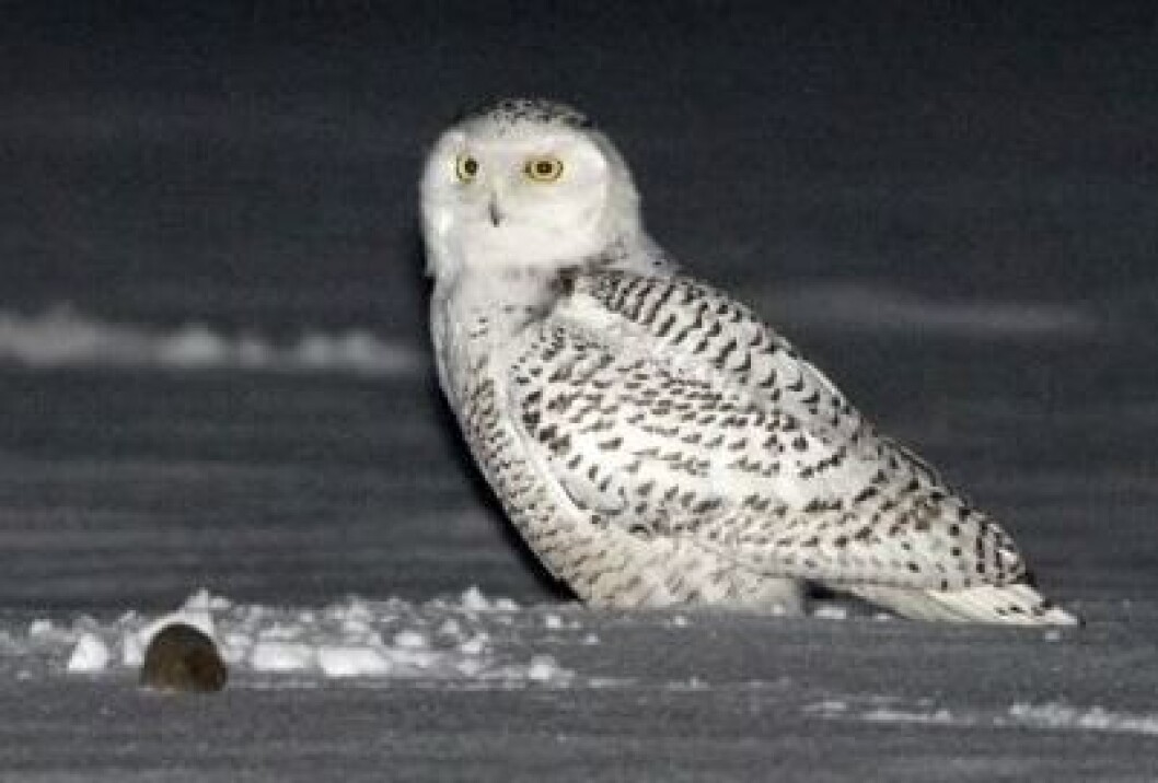 Snøugle en sporadisk hekkefugl, og hekkefrekvensen løper parallelt med lemenår. (Foto: Thor Østbye) Snøugle en sporadisk hekkefugl, og hekkefrekvensen løper parallelt med lemenår. (Foto: Thor Østbye)