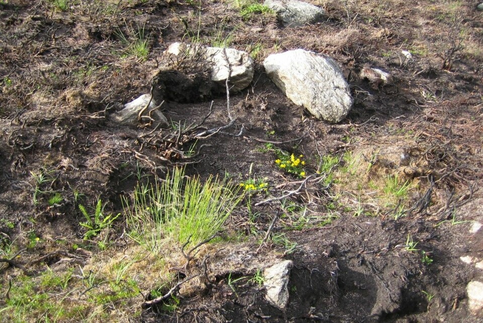 Dette er vegetasjonssammensettingen noen måneder etter lyngsviing på Nerlandsøy i Herøy kommune. En rekke gress og urter har vokst frem, selv om ikke all mose ble fjernet under sviingen på vinterstid. (Foto: Liv Guri Velle)