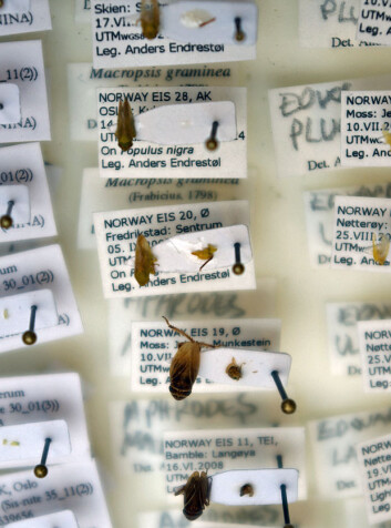 Etter en DNA-sjekk er det mer i insektkassene til Anders Endrestøl som kan artsbestemmes helt sikkert. (Foto: Georg Mathisen) Etter en DNA-sjekk er det mer i insektkassene til Anders Endrestøl som kan artsbestemmes helt sikkert. (Foto: Georg Mathisen)