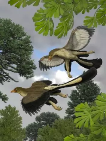 Archaeopteryx hoppet sannsynligvis fra tre til tre og brukte vingene til å sveve med. (Foto: (Illustrasjon: Jakob Vinther))