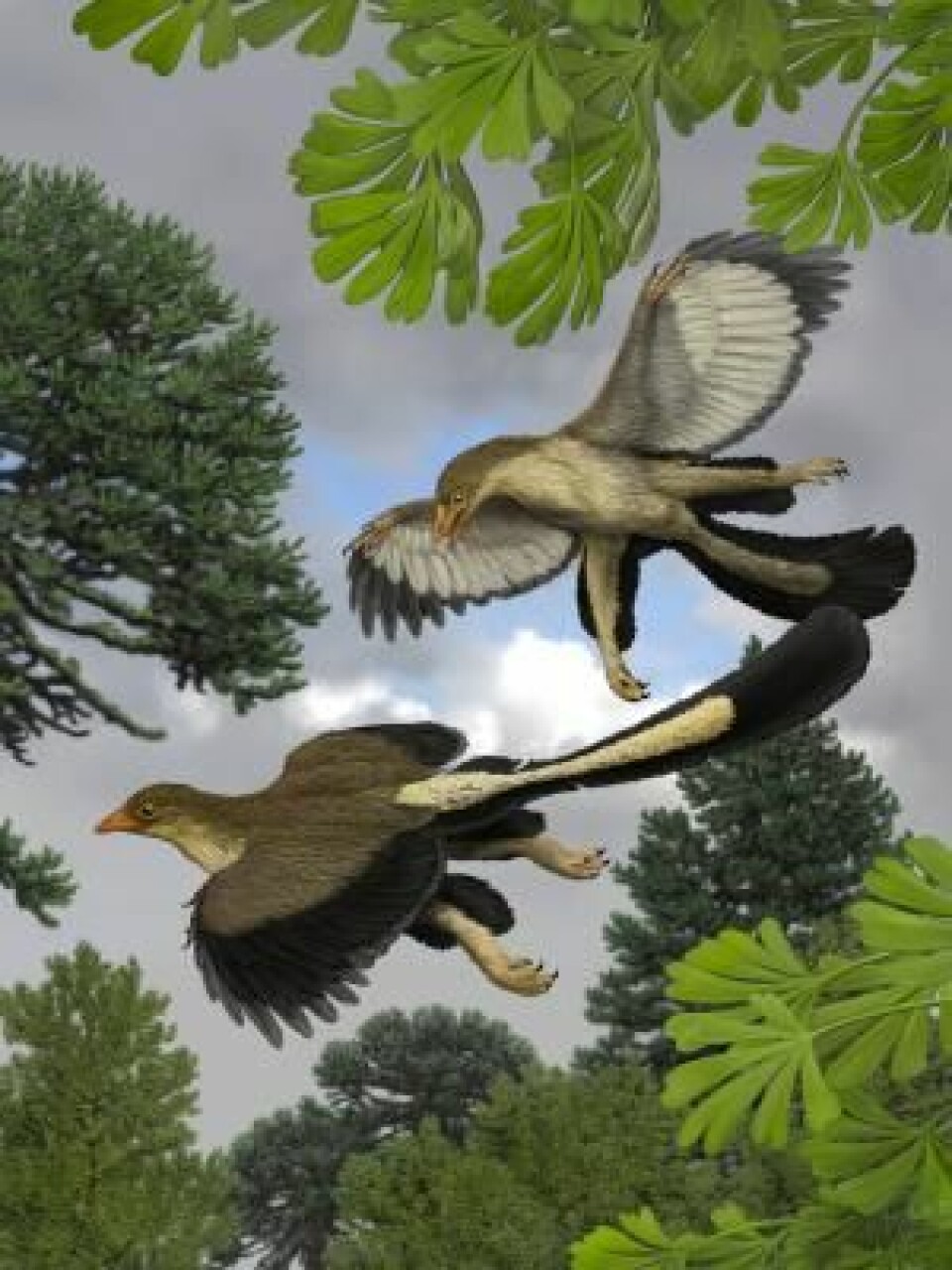 Archaeopteryx hoppet sannsynligvis fra tre til tre og brukte vingene til å sveve med. (Foto: (Illustrasjon: Jakob Vinther))