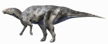 Hadrosaurusen levde på samme tid som Tyrannosaurus rex, og ser ut til å ha vært et av dens byttedyr. (Foto: (Bilde: Nobu Tamura)) Hadrosaurusen levde på samme tid som Tyrannosaurus rex, og ser ut til å ha vært et av dens byttedyr. (Foto: (Bilde: Nobu Tamura))