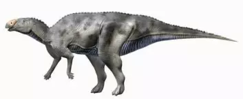 Hadrosaurusen levde på samme tid som Tyrannosaurus rex, og ser ut til å ha vært et av dens byttedyr. (Foto: (Bilde: Nobu Tamura))