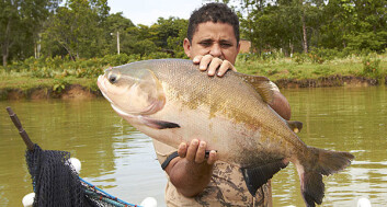 Fisken tambaqui er en av de mest aktuelle artene for oppdrett i Amazonas.» (Foto: (Audun Iversen/Nofima)) Fisken tambaqui er en av de mest aktuelle artene for oppdrett i Amazonas.» (Foto: (Audun Iversen/Nofima))