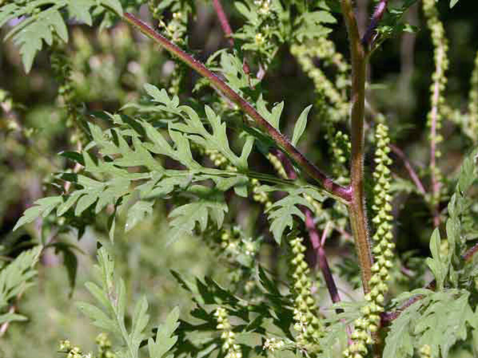 Beiskambrosia lever i symbiose med en sopp, og skaffer seg et bedre nettverk under bakken når den vokser sammen med søsken fra samme morplante. (Foto: Sue Sweeney, Wikimedia Commons)