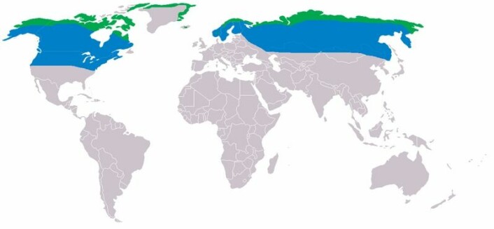 Snøugle er en sirkumpolar art, det vil si at den hekker i et belte rundt hele kloden i nordlige, polare strøk. (Foto: (Kartet er laget av Achim Raschka / Wikimedia Commons))