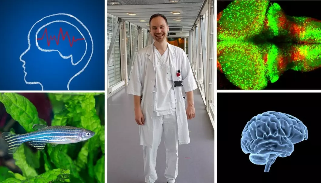 Sverre Myren-Svelstad (midten) forsker på hjernesykdommen epilepsi. Han bruker sebrafisk (nederst til venstre) i forskningen sin. Hjernene til fiskene på laboratoriet er selvlysende (øverst til høyre).