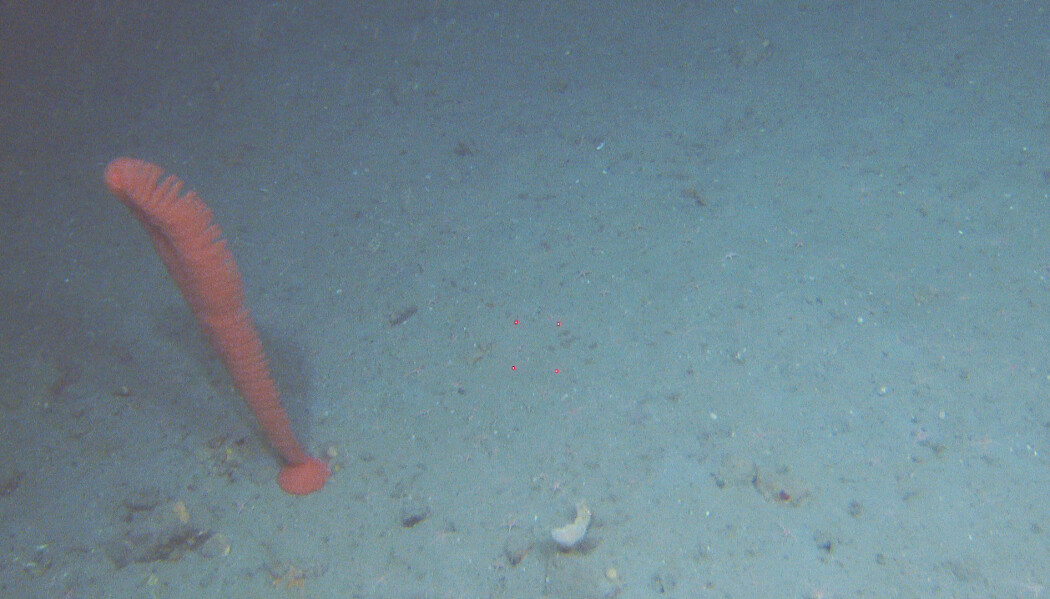 Sjøfjær med stor klumpfot. Det er 10 cm mellom de røde laserpunktene.
<br>Foto: Mareano / Havforskningsinstituttet Sjøfjær med stor klumpfot. Det er 10 cm mellom de røde laserpunktene.
<br>Foto: Mareano / Havforskningsinstituttet