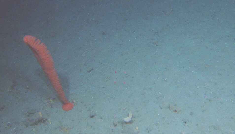 Sjøfjær med stor klumpfot. Det er 10 cm mellom de røde laserpunktene.
Foto: Mareano / Havforskningsinstituttet