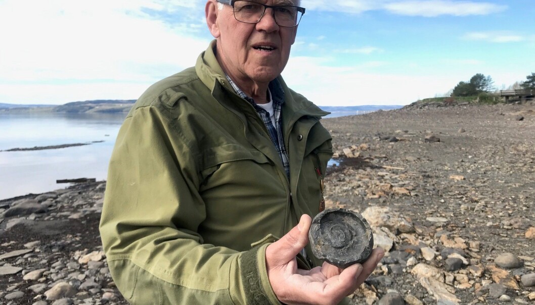 Ole Nashoug viser fram et Discoceras-fossil. Ole Nashoug viser fram et Discoceras-fossil.