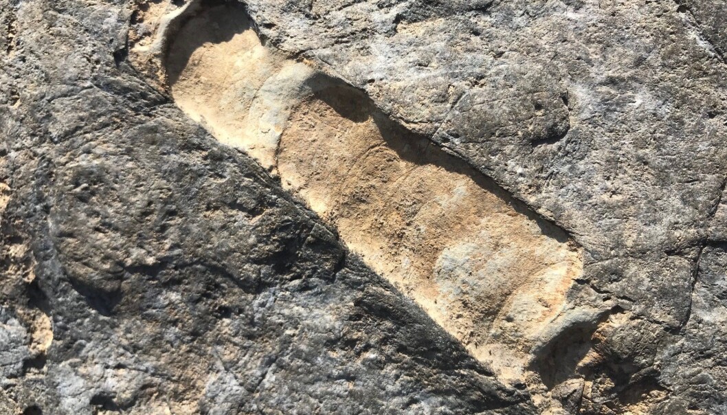 Fossil av en Orthoceras-blekksprut. Fossil av en Orthoceras-blekksprut.