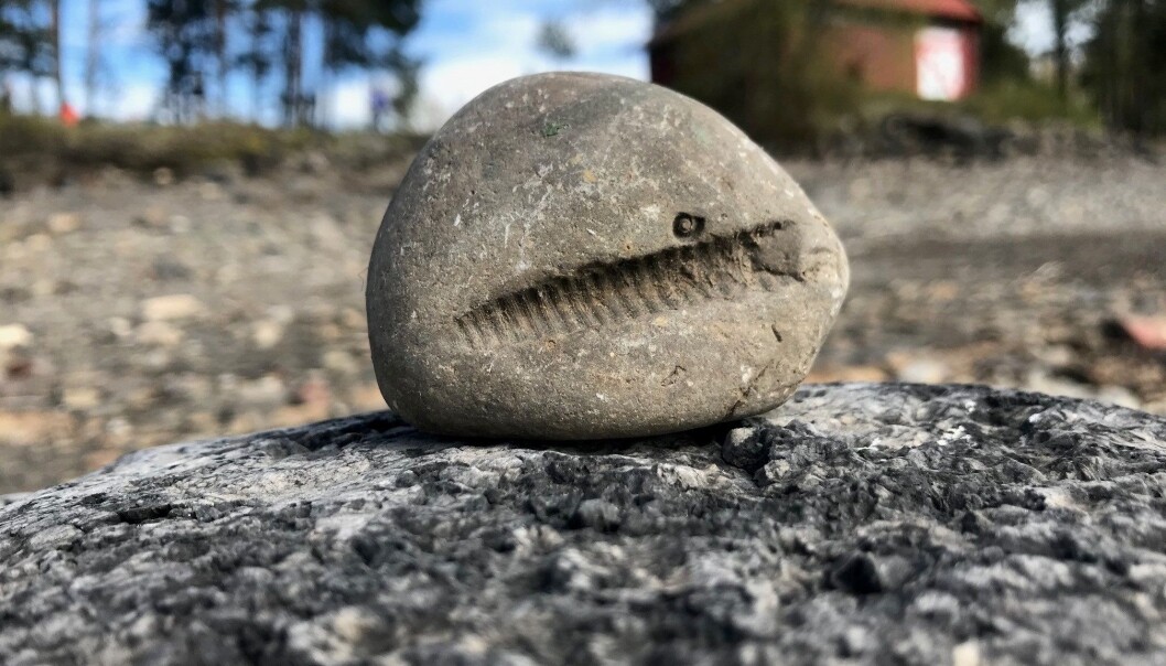 Skrue? Enhjørning-horn? Eller blekksprut fra en fjern fortid? Skrue? Enhjørning-horn? Eller blekksprut fra en fjern fortid?