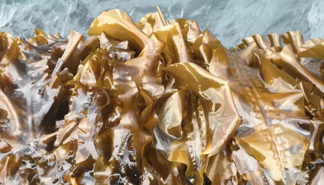 Sugar kelp farmed on the island of Frøya. This is how the kelp looks after four and a half months of cultivation at sea.