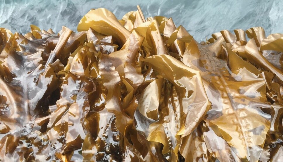 Sugar kelp farmed on the island of Frøya. This is how the kelp looks after four and a half months of cultivation at sea.