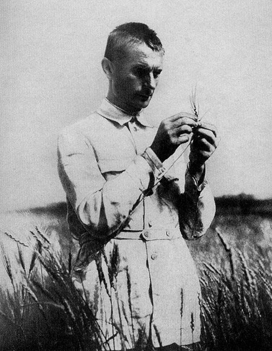 Trofim Lysenko ute i åkeren. Hans teorier førte til fullstendig kollaps og hungersnød i Sovjetunionen.