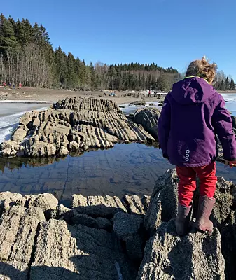 Skiver av gammel havbunn ligger på skeive ved Moelv, nord for Hamar.