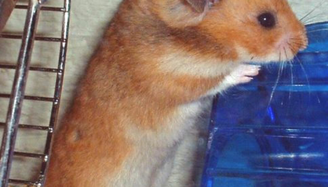 Viagra hjelper døgnville hamstere