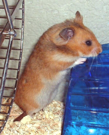 "Dette bildet viser en syrisk gullhamster. (Foto: Wikipedia)" "Dette bildet viser en syrisk gullhamster. (Foto: Wikipedia)"