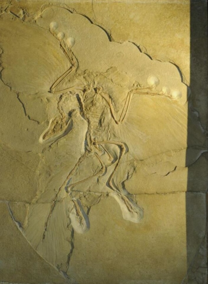 Fossilet av jura-fuglen Archaeopteryx har vært undersøkt mange ganger tidligere. Men tidligere paleontologer har feiltolket den. Avtrykket viser at fuglen hadde to lag svært store fjær på vingene. Men før har forskerne tolket det som at de samme fjærene var blitt trykket av to ganger ved siden av hverandre. De mente at da Archaeopteryx for 155 millioner år siden sank ned på bunnen av en lagune, berørte den havbunnen, for så å flytte seg littegrann og lage enda et avtrykk. Jakob Vinther forteller at det er en misforståelse. For det første er vingene avtegnet svært regulært. For det andre ser begge vinger like ut. Og for det tredje er noen av fuglens «flyvefjær» delt litt av, slik at det blir tydelig at det gjemmer seg et lag lange fjær under. (Foto: Jakob Vinther) Fossilet av jura-fuglen Archaeopteryx har vært undersøkt mange ganger tidligere. Men tidligere paleontologer har feiltolket den. Avtrykket viser at fuglen hadde to lag svært store fjær på vingene. Men før har forskerne tolket det som at de samme fjærene var blitt trykket av to ganger ved siden av hverandre. De mente at da Archaeopteryx for 155 millioner år siden sank ned på bunnen av en lagune, berørte den havbunnen, for så å flytte seg littegrann og lage enda et avtrykk. Jakob Vinther forteller at det er en misforståelse. For det første er vingene avtegnet svært regulært. For det andre ser begge vinger like ut. Og for det tredje er noen av fuglens «flyvefjær» delt litt av, slik at det blir tydelig at det gjemmer seg et lag lange fjær under. (Foto: Jakob Vinther)