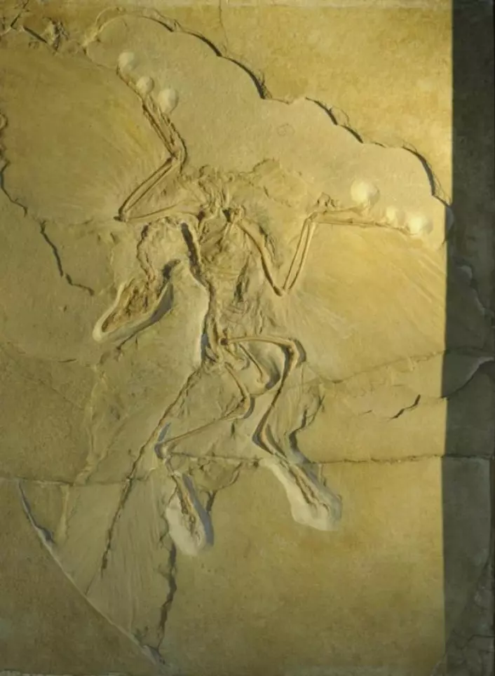 Fossilet av jura-fuglen Archaeopteryx har vært undersøkt mange ganger tidligere. Men tidligere paleontologer har feiltolket den. Avtrykket viser at fuglen hadde to lag svært store fjær på vingene. Men før har forskerne tolket det som at de samme fjærene var blitt trykket av to ganger ved siden av hverandre. De mente at da Archaeopteryx for 155 millioner år siden sank ned på bunnen av en lagune, berørte den havbunnen, for så å flytte seg littegrann og lage enda et avtrykk. Jakob Vinther forteller at det er en misforståelse. For det første er vingene avtegnet svært regulært. For det andre ser begge vinger like ut. Og for det tredje er noen av fuglens «flyvefjær» delt litt av, slik at det blir tydelig at det gjemmer seg et lag lange fjær under. (Foto: Jakob Vinther)