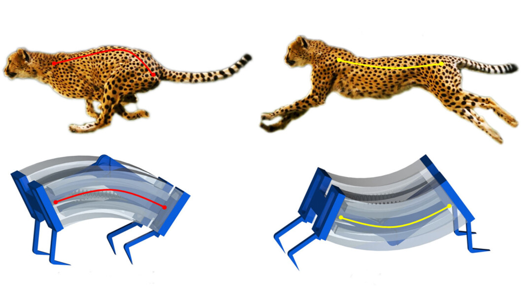Roboten ligner kanskje ikke helt på en gepard, men inni er den bitte litt lik. Roboten ligner kanskje ikke helt på en gepard, men inni er den bitte litt lik.