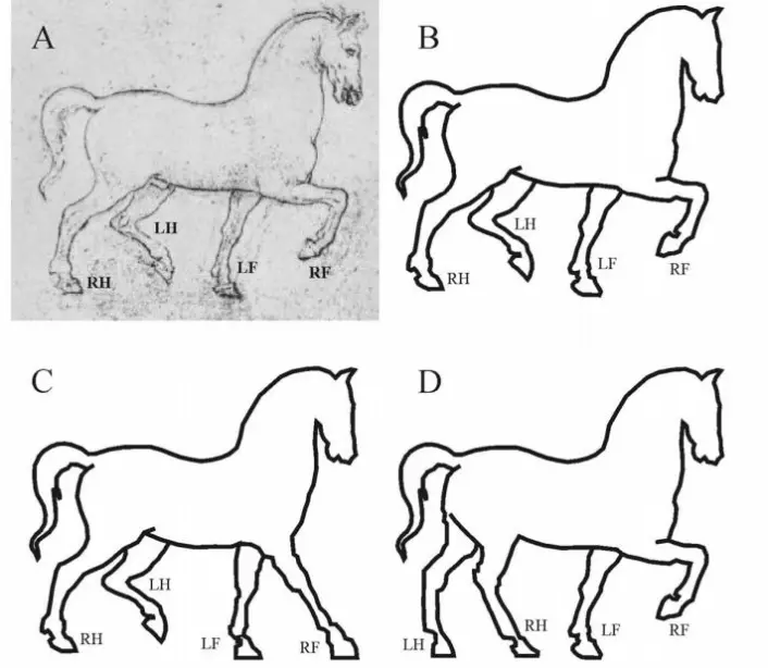 Skisse A (gjengitt i B) er tegnet av Leonardo da Vinci. C og D viser hvordan hesten kunne være gjengitt korrekt. (Foto: Gabor Horvarth)