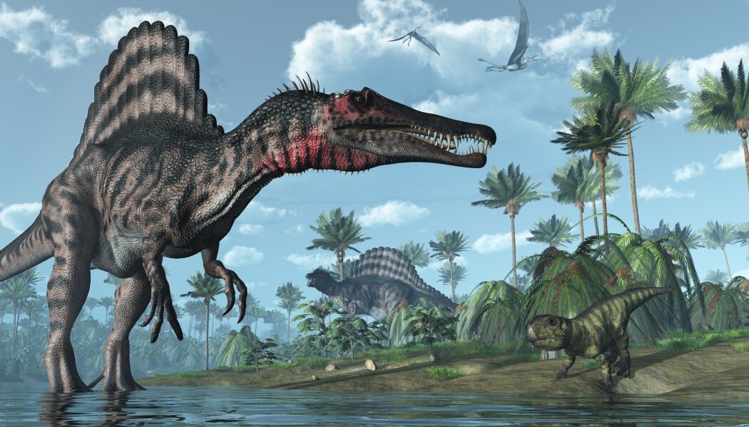 Spinosaurus lusket ikke bare rundt i vannkanten. Den kunne svømme og fange fisk i vannet. Det mener forskere bak en ny studie. Spinosaurus lusket ikke bare rundt i vannkanten. Den kunne svømme og fange fisk i vannet. Det mener forskere bak en ny studie.