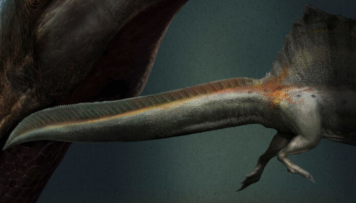 Halen til Spinosaurus smalnet ikke slik som hos andre dinosaurer, men var bred, litt som en finne. Halen til Spinosaurus smalnet ikke slik som hos andre dinosaurer, men var bred, litt som en finne.