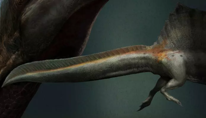 Halen til Spinosaurus smalnet ikke slik som hos andre dinosaurer, men var bred, litt som en finne.