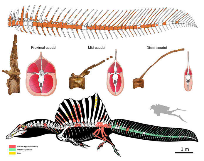 Funnet av halen gjorde at forskere fikk et nytt bilde av Spinosaurus. Den så virkelig ut til å ha tilpasset seg et liv i vann. Funnet av halen gjorde at forskere fikk et nytt bilde av Spinosaurus. Den så virkelig ut til å ha tilpasset seg et liv i vann.