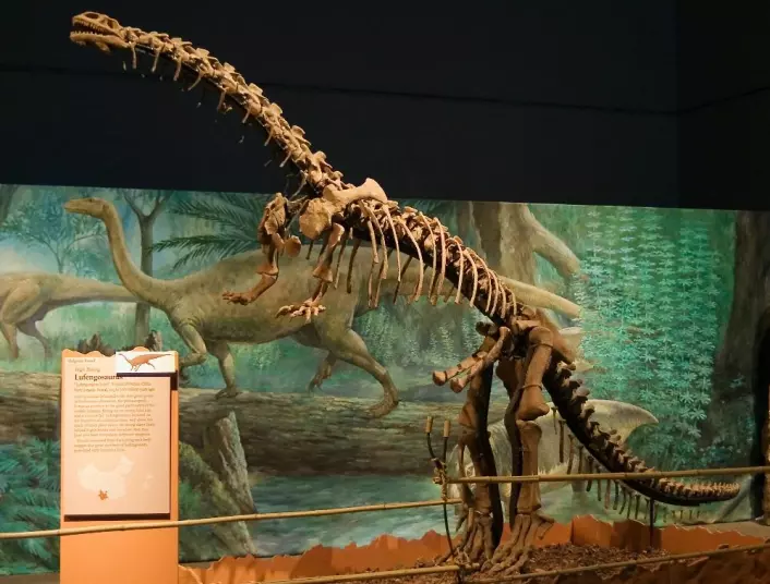 Lufengosaurusen kunne bli opptil ni meter lang. Den levde for i tidlig-jura, for mer enn 175 millioner år siden. (Foto: P. Gilston)