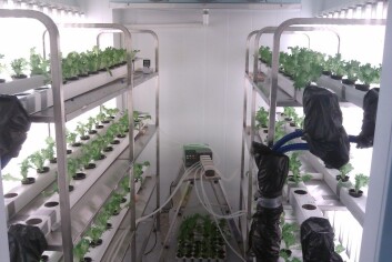 Salatforsøket ble driftet som et hydroponikk-system (uten jord) hvor plantene fikk tilført avløpsvann med jevne mellomrom. Salaten fikk redusert vekst. (Foto: Ole-Kristian Hess-Erga/Niva) Salatforsøket ble driftet som et hydroponikk-system (uten jord) hvor plantene fikk tilført avløpsvann med jevne mellomrom. Salaten fikk redusert vekst. (Foto: Ole-Kristian Hess-Erga/Niva)
