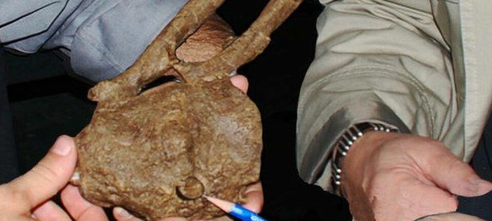 Robert DePalma II (t.v) og David Burnham viser frem T. rex-tanna i halen. Skaden på halebeina har grodd, som betyr at hadrosaurusen levde videre etter å ha blitt bitt. Det betyr at T. rex-en ikke bare kan ha spist døde dyr, mener de. David A. Burnham