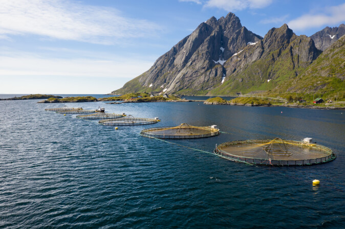 Norge er verdens ledende nasjon på lakseoppdrett. Klimaforandringene fører til varmere hav som truer dyrevelferd og oppdrettsnæring. Norge er verdens ledende nasjon på lakseoppdrett. Klimaforandringene fører til varmere hav som truer dyrevelferd og oppdrettsnæring.