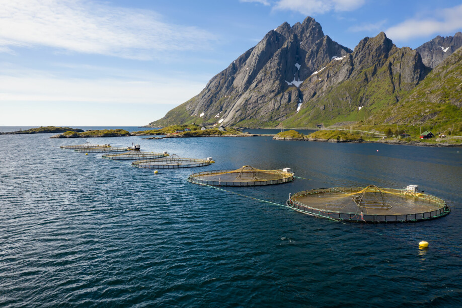 Norge er verdens ledende nasjon på lakseoppdrett. Klimaforandringene fører til varmere hav som truer dyrevelferd og oppdrettsnæring.