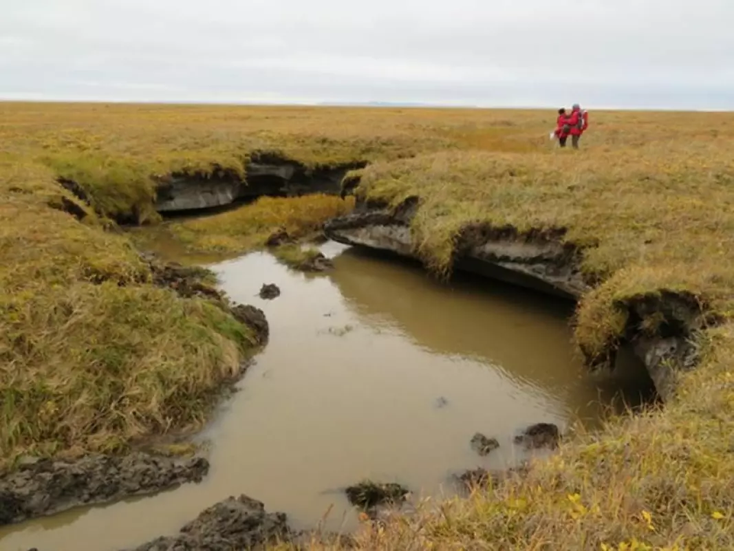 A thermokarst pond in Siberia. Massive ground ice layers are visible under the vegetation. When they melt, the surface can collapse into depressions. According to the new study, such processes could dominate the landscape in the future.