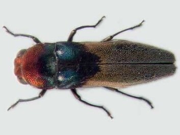 "Denne praktbillen er bare kjent fra Frode Ødegaards materiale. Agrilus rossanae (7 mm) er kun kjent i ett eksemplar, og banket ned fra en liane 20 meter over bakken. Foto: Gianfranco Curletti." "Denne praktbillen er bare kjent fra Frode Ødegaards materiale. Agrilus rossanae (7 mm) er kun kjent i ett eksemplar, og banket ned fra en liane 20 meter over bakken. Foto: Gianfranco Curletti."