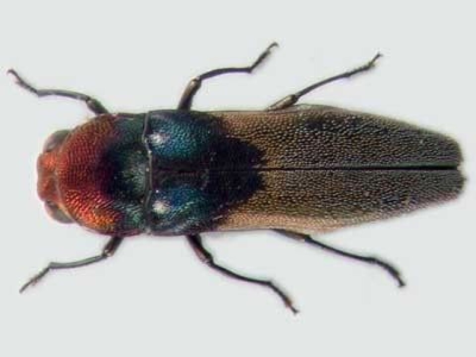 'Denne praktbillen er bare kjent fra Frode Ødegaards materiale. Agrilus rossanae (7 mm) er kun kjent i ett eksemplar, og banket ned fra en liane 20 meter over bakken. Foto: Gianfranco Curletti.'