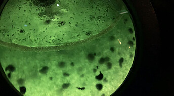 Disse bakteriene kan bli en del av fremtidens kosthold