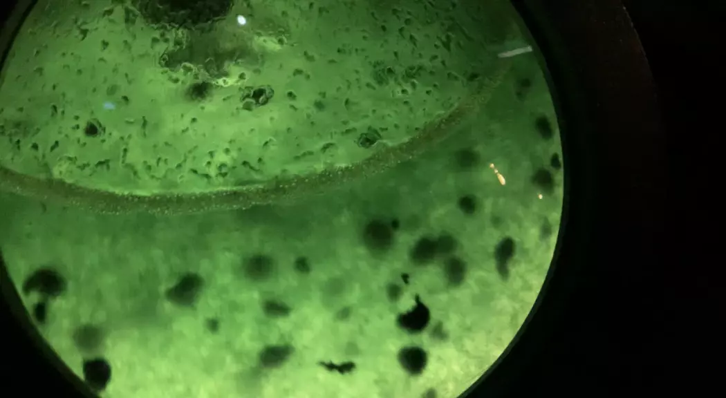 Cyanobakterier fotografert ved Micropia Museum i Amsterdam, som er verdens eneste bakteriemuseum.