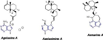 "Agelasin A, agelasimin A og asmarin A er tre varianter av de kjemiske våpnene som marine svamper bruker for å beskytte seg mot angripere." "Agelasin A, agelasimin A og asmarin A er tre varianter av de kjemiske våpnene som marine svamper bruker for å beskytte seg mot angripere."