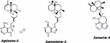 "Agelasin A, agelasimin A og asmarin A er tre varianter av de kjemiske våpnene som marine svamper bruker for å beskytte seg mot angripere."