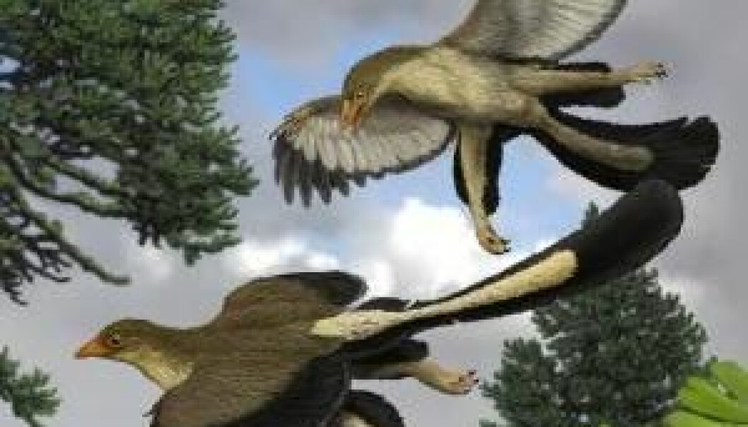 Dinosaurer lærte å fly ved å hoppe fra tre til tre