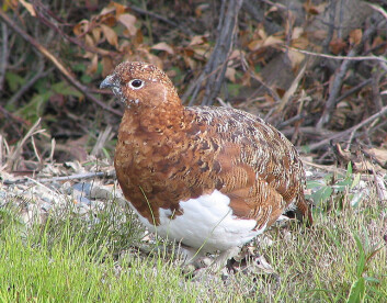 Rypa er en av planteeterne i Arktis som er truet av mildere vintre. (Foto: Wikimedia Commons) Rypa er en av planteeterne i Arktis som er truet av mildere vintre. (Foto: Wikimedia Commons)