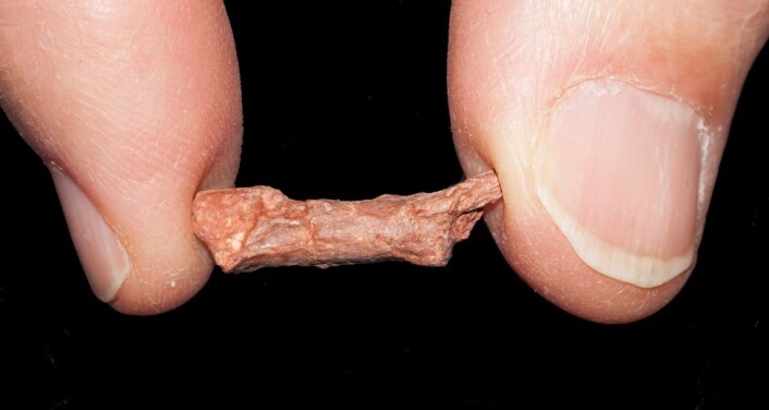 Vi begynner alle i det små. Dette lårbeinet, her holdt mellom tommel og pekefinger, ville vokst seg enormt om ikke babyen hadde dødd før tiden. (Foto: Diane Scott) Vi begynner alle i det små. Dette lårbeinet, her holdt mellom tommel og pekefinger, ville vokst seg enormt om ikke babyen hadde dødd før tiden. (Foto: Diane Scott)